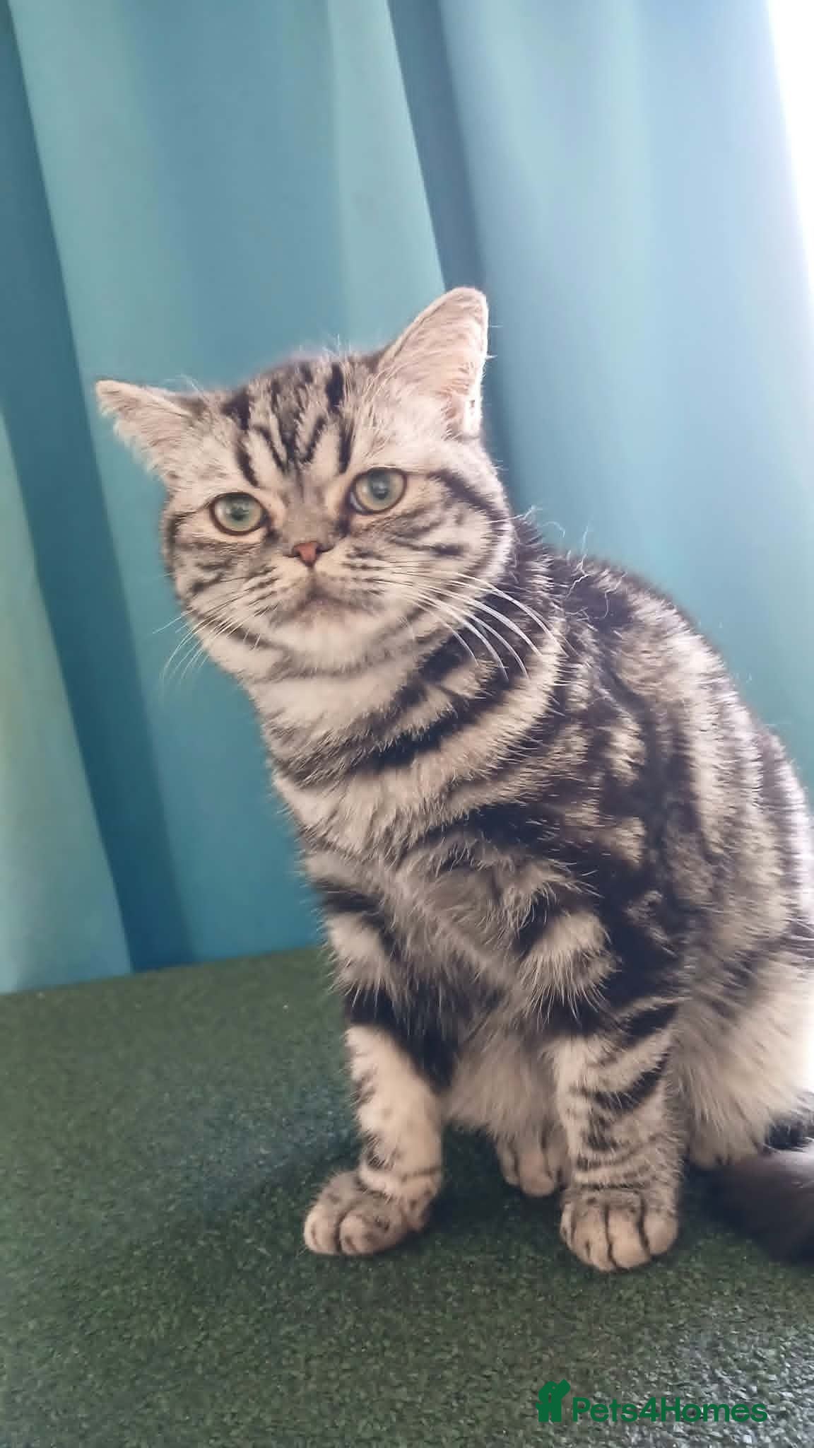 British Shorthair cats Bsh. Silver Classic Tabby . - Advert 13
