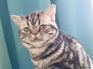 British Shorthair cats Bsh. Silver Classic Tabby . - Advert 13
