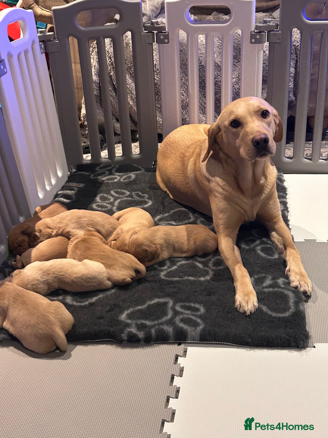 Labrador Retriever dogs for sale: Labrador Retriever Puppies KC reg - Advert 5