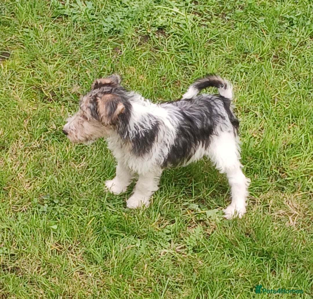 Fox Terrier dogs for sale: KC Reg Wire Fox Terrier Puppies READY NOW - Image 19