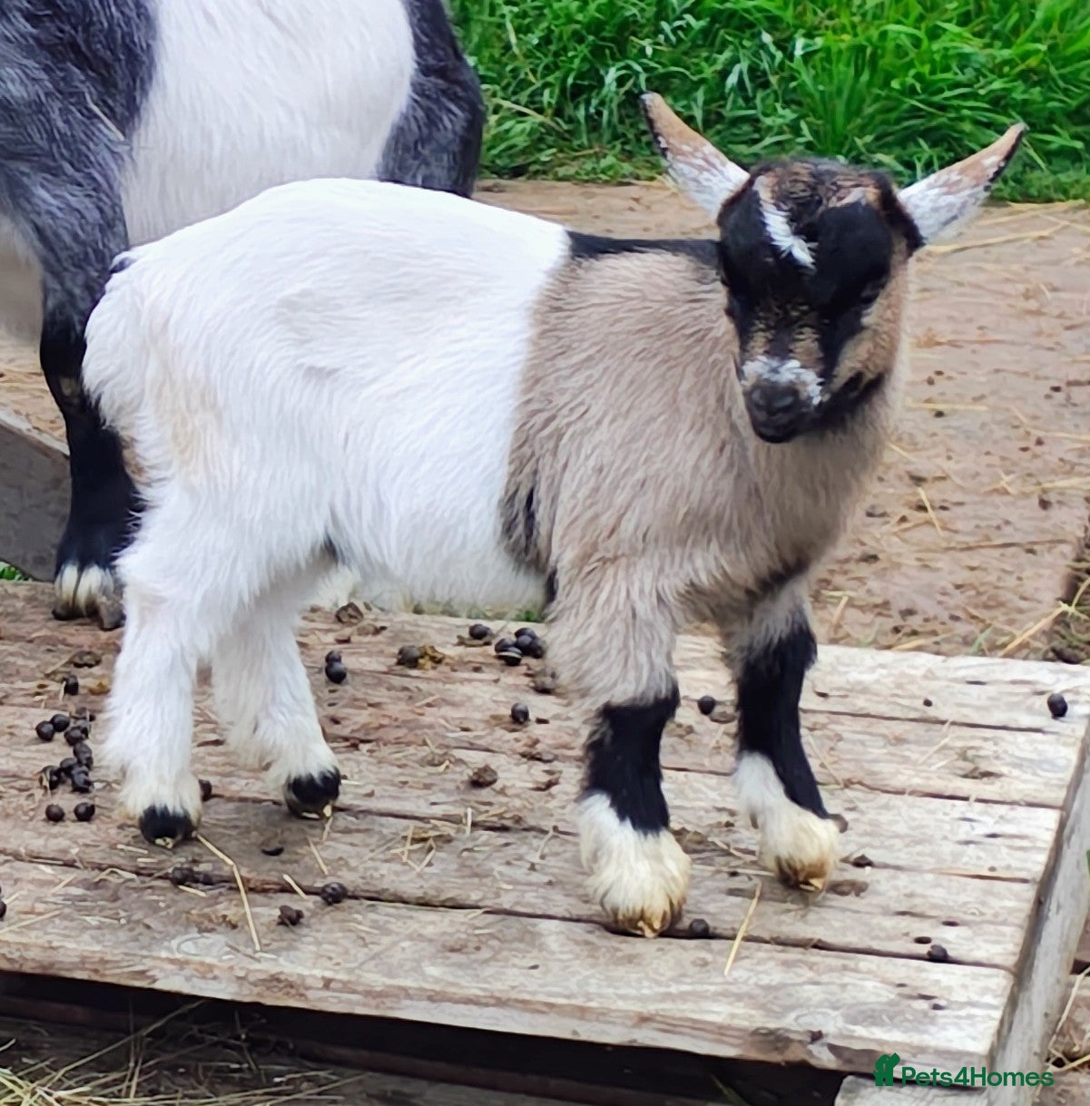 Goats livestock 2 pygmy wethers - Advert 11