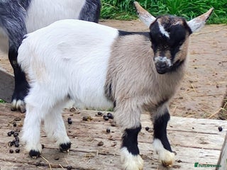 Goats livestock 2 pygmy whethers - Advert 1