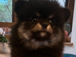 Pomchi dogs - Advert 1