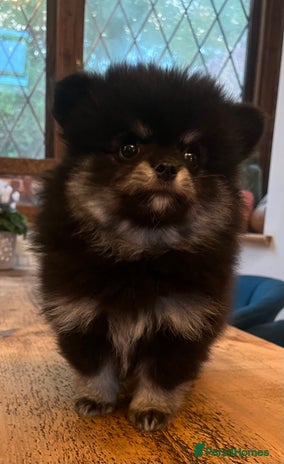 Pomchi dogs - Advert 1