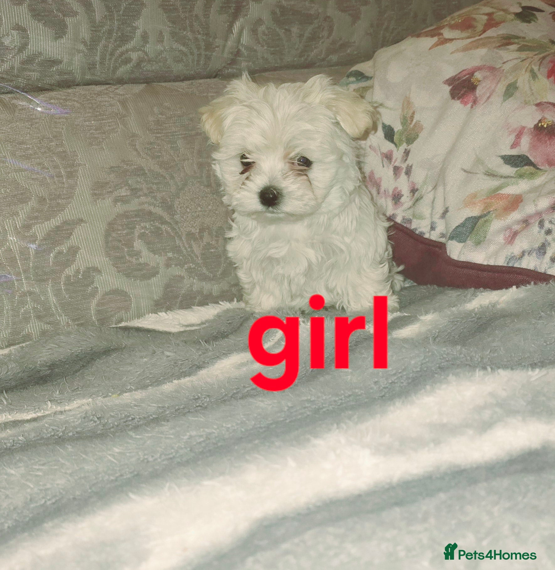 Maltipoo dogs  Extra small Korean Toy Maltipoo baby's  - Advert 4