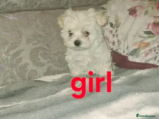 Maltipoo dogs Extra small Korean Toy Maltipoo baby's - Advert 4