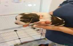 Beagle dogs for sale:  Beagles Puppies  - Image 3