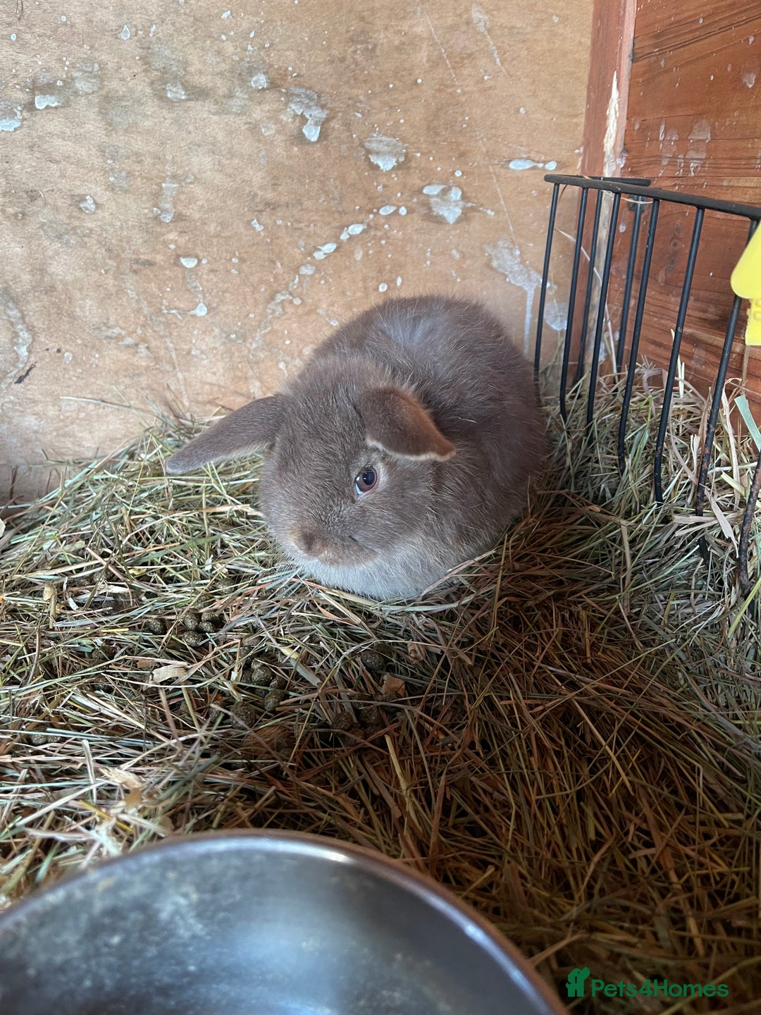 Mini Lop rabbits for sale: 4 lovely mini lop rabbits - Advert 4