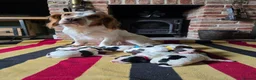 Mixed Breed dogs for sale: *Therapy bred* Clumber cocker springer cross  - Advert 17