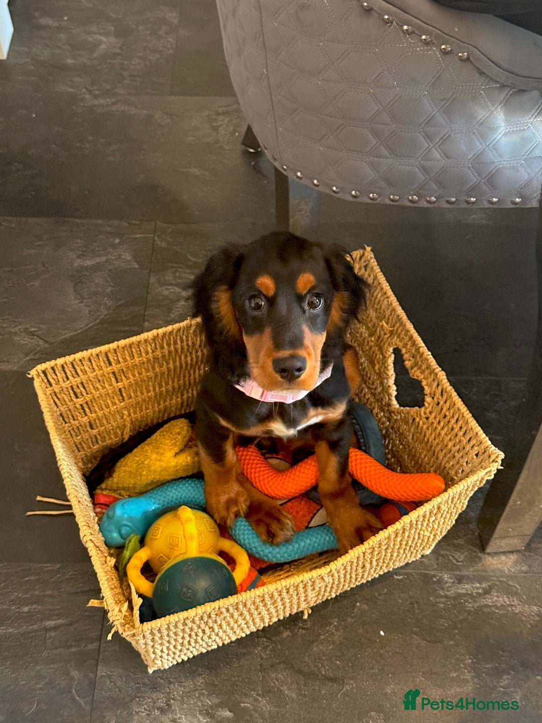 Sprocker dogs for sale: 5 month old female sprocker puppy for sale  - Advert 9