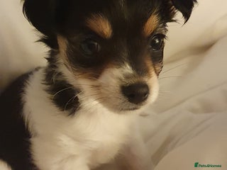 Chiweenie dogs - Advert 1