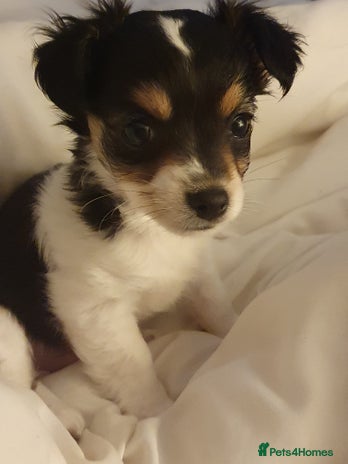 Chiweenie dogs - Advert 6