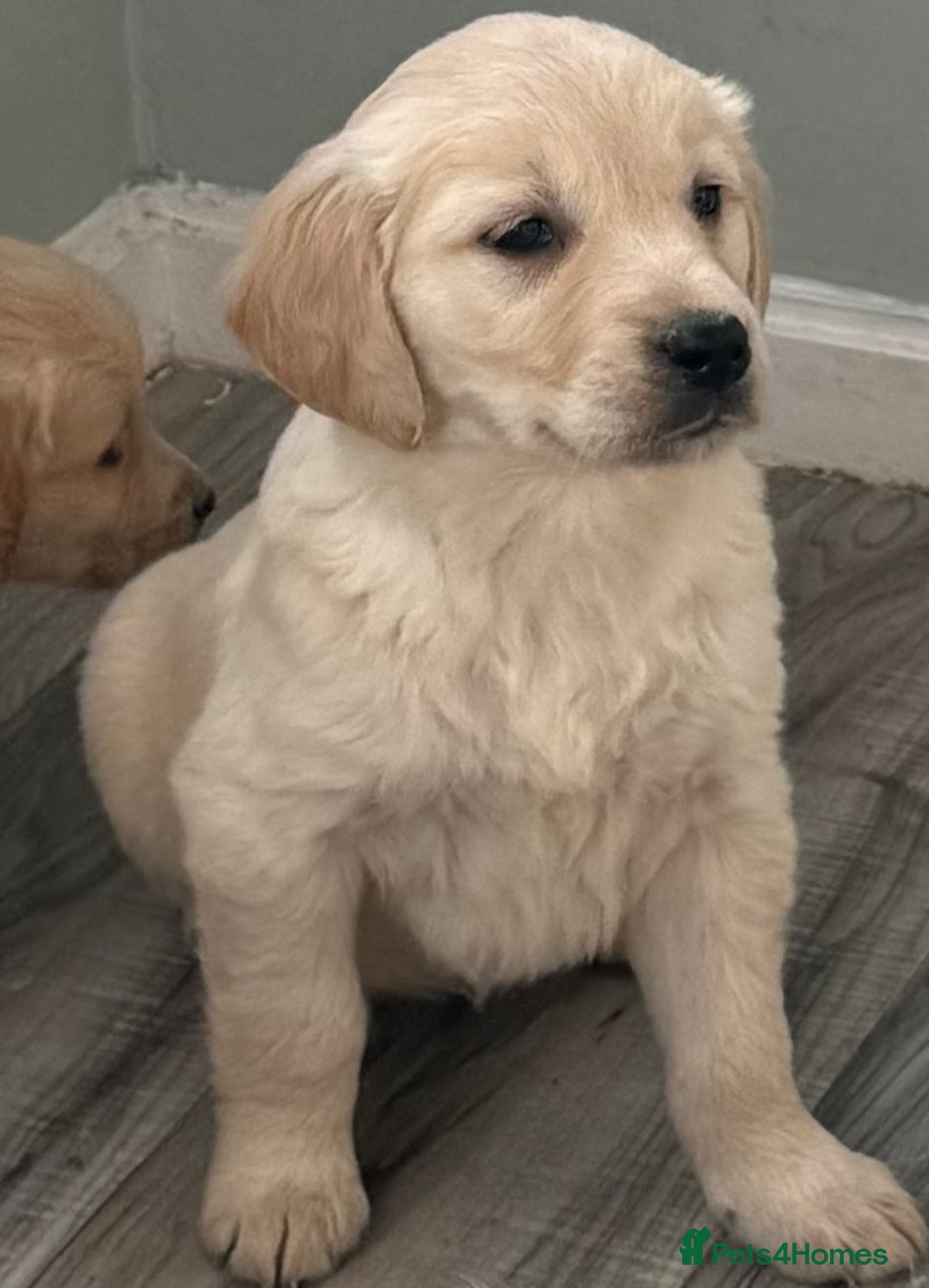 Golden Retriever dogs for sale: Chunky golden retriever pups - Advert 15