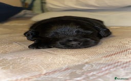 Yorkiepoo dogs for sale: Yorkiepoo Puppies - Image 8