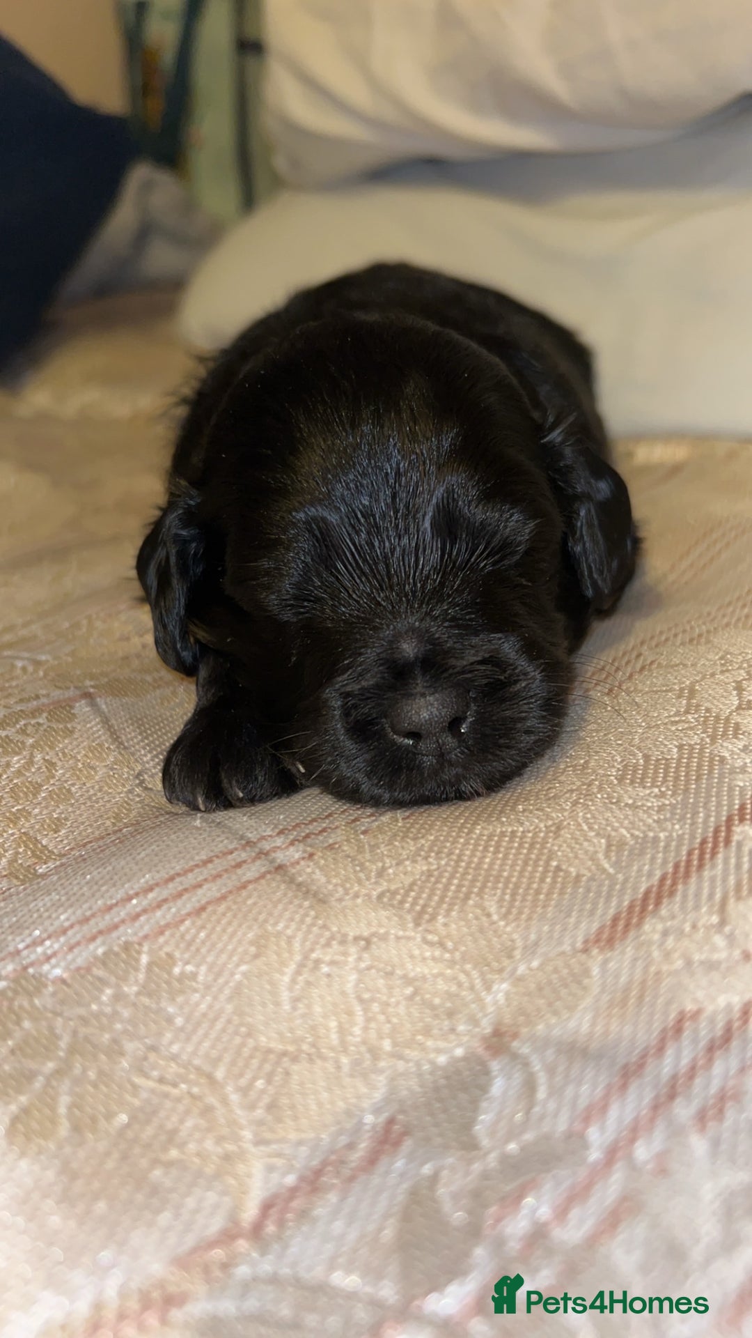Yorkiepoo dogs for sale: Yorkiepoo Puppies - Image 8