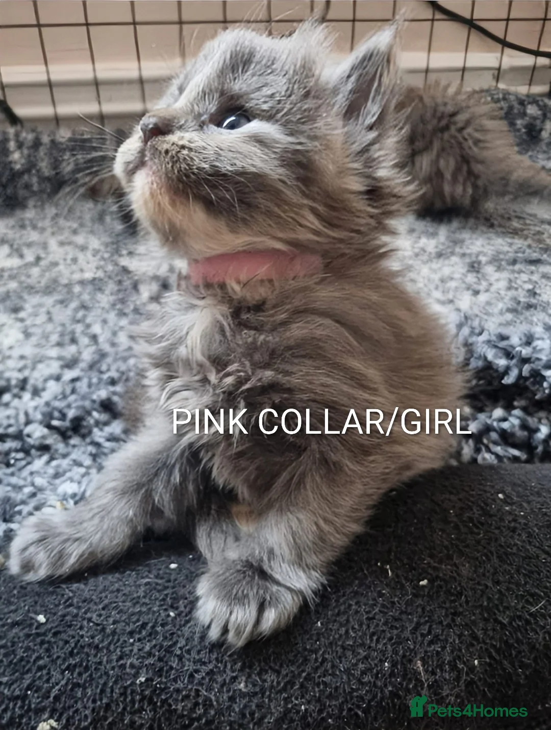 Maine Coon cats for sale: RARE COLOURS!!! MAINE COON KITTENS/DNA/GCCF  - Advert 23