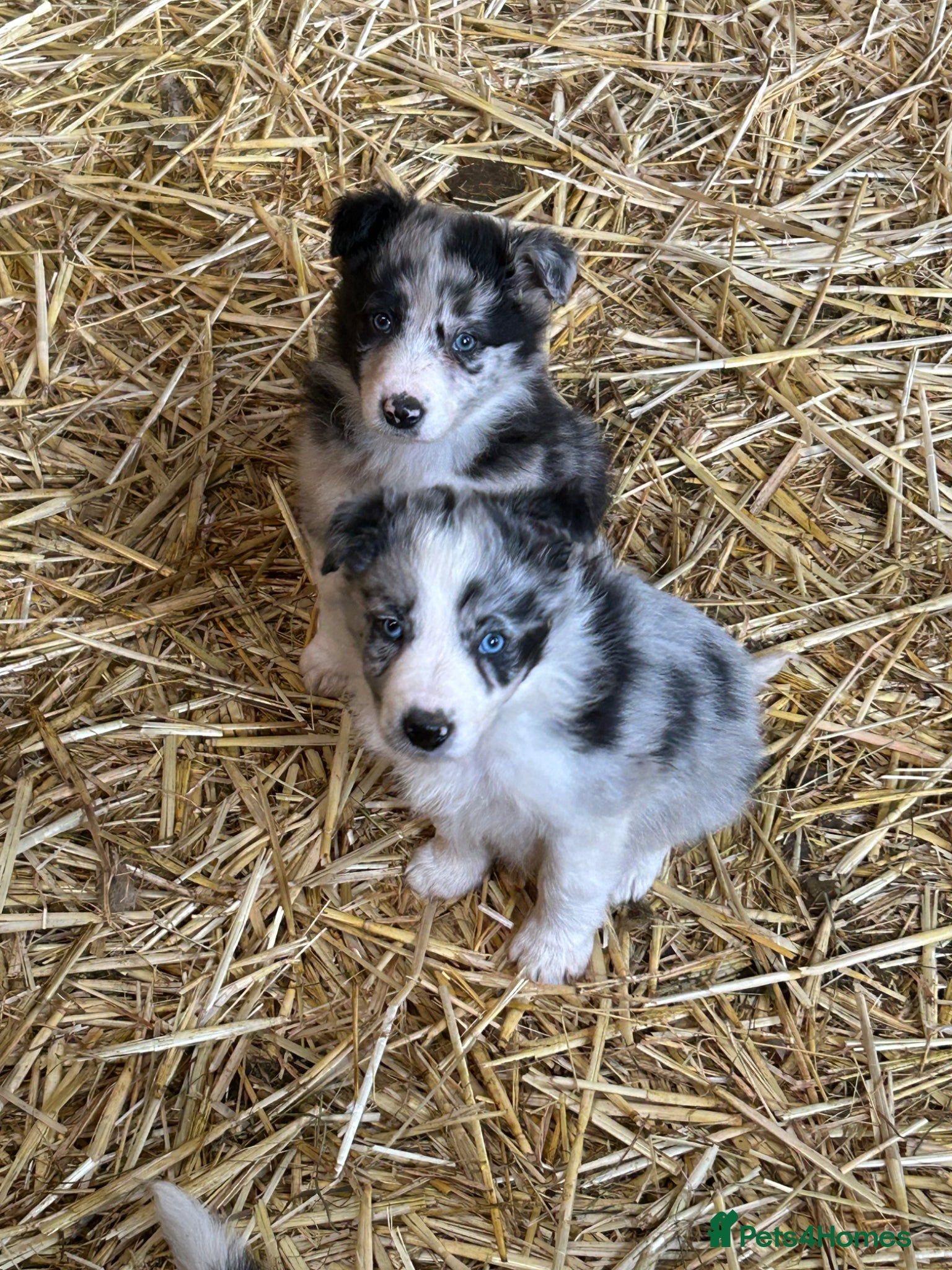 Border Collie dogs Beautiful border collie puppies  - Advert 2