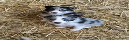 Border Collie dogs for sale: Beautiful border collie puppies  - Advert 2