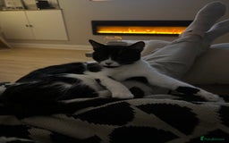 Mixed Breed cats for sale: Margot - Image 7