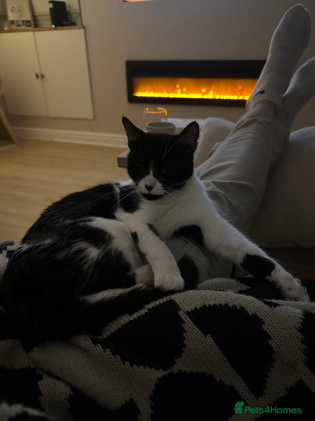 Mixed Breed cats for sale: Margot - Image 7