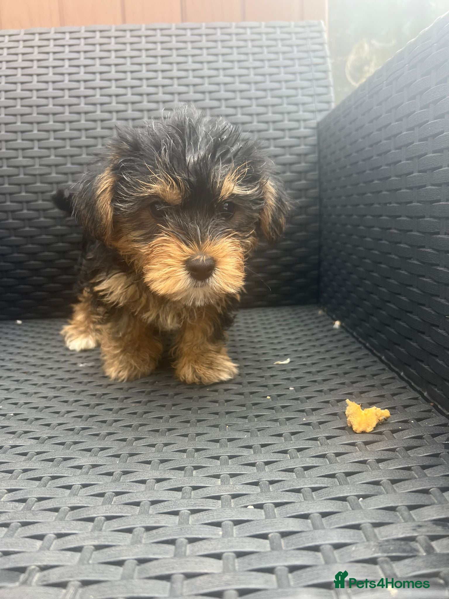 Yorkshire Terrier dogs Puppy  - Advert 8