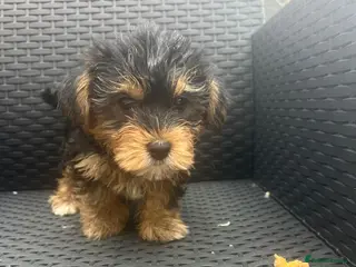 Yorkshire Terrier dogs Puppy - Advert 1