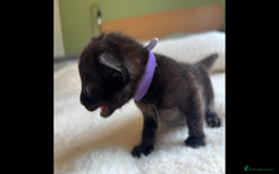 Bengal cats for sale: 4 Rare Tica Registered Bengal Kittens - Image 9