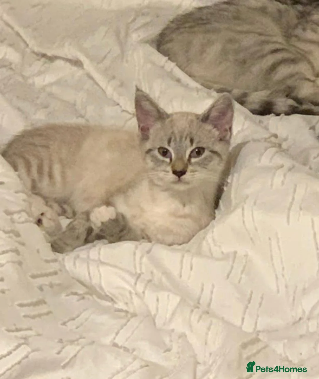 Scottish Fold cats for sale: Female half Scottish fold kittens x2 in Aldershot - Advert 3