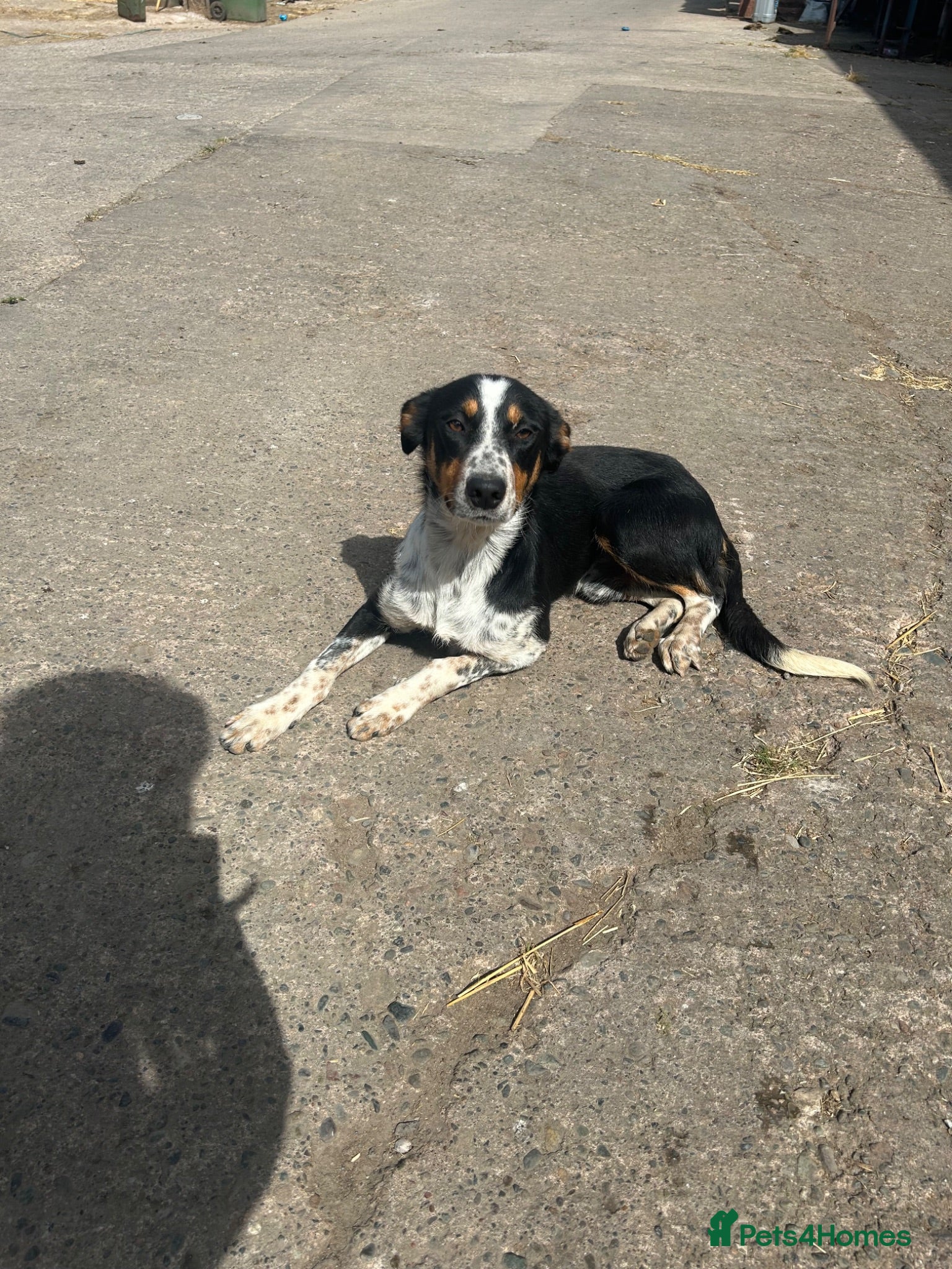 Smooth Collie dogs Roy, 1yr old collie - Advert 16