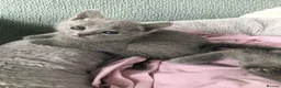 Russian Blue cats for sale: TICA registered Russian Blue kittens - Advert 21