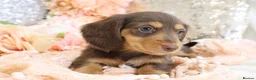 Miniature Dachshund dogs for sale: KC Longhair Miniature Dachshunds - Advert 10