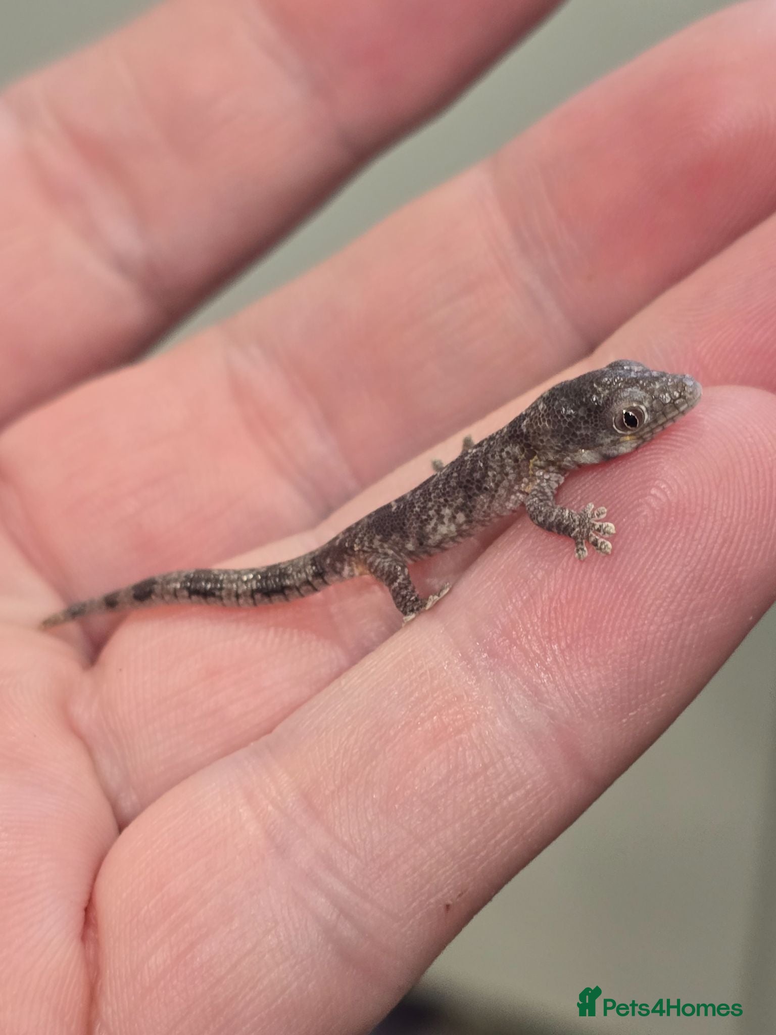 Gecko reptiles Chameleon Gecko bauers  - Advert 2