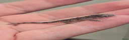 Gecko reptiles for sale: Chameleon Gecko bauers  in Thame - Advert 1