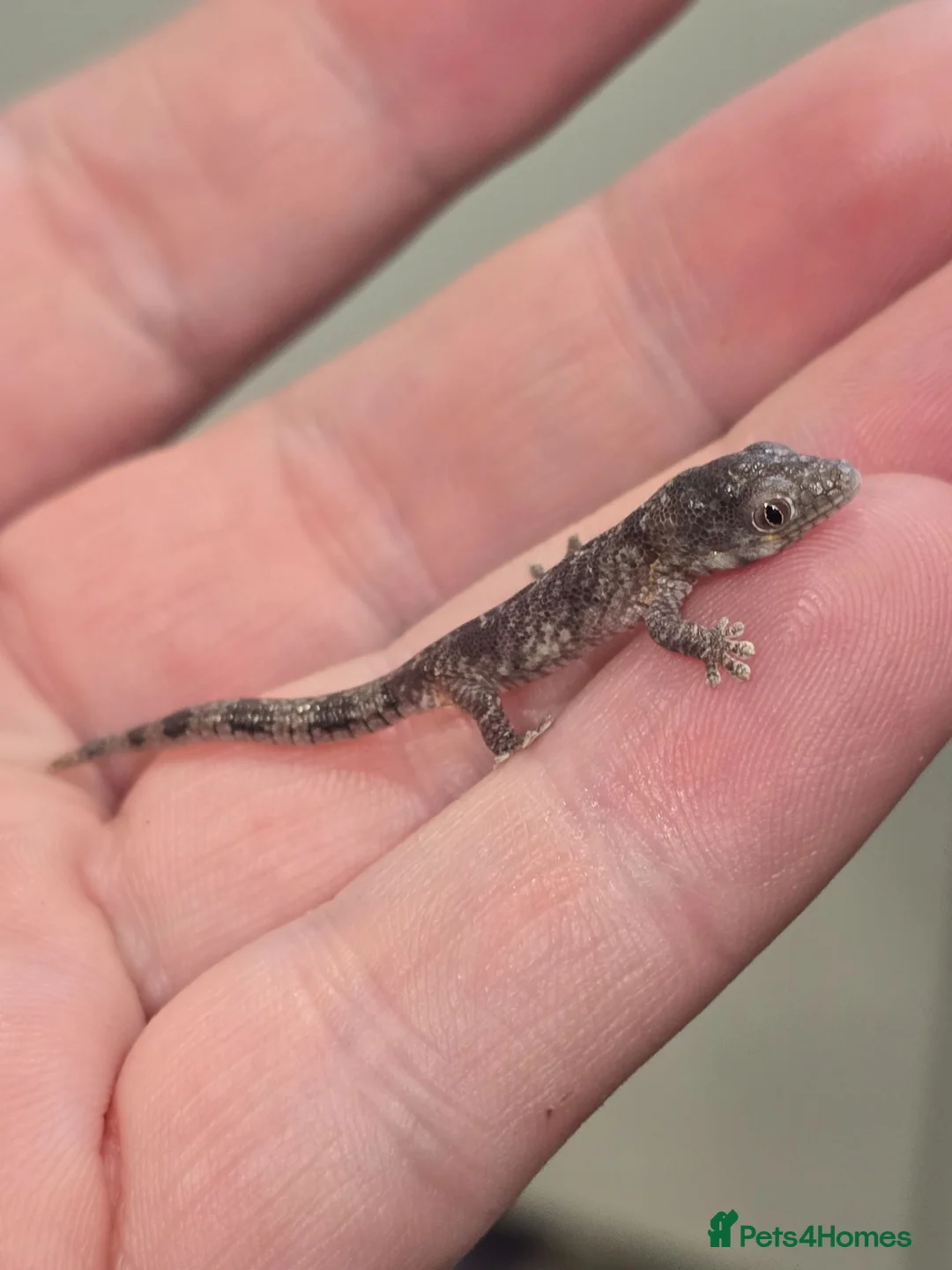 Gecko reptiles for sale: Chameleon Gecko bauers  in Thame - Advert 1