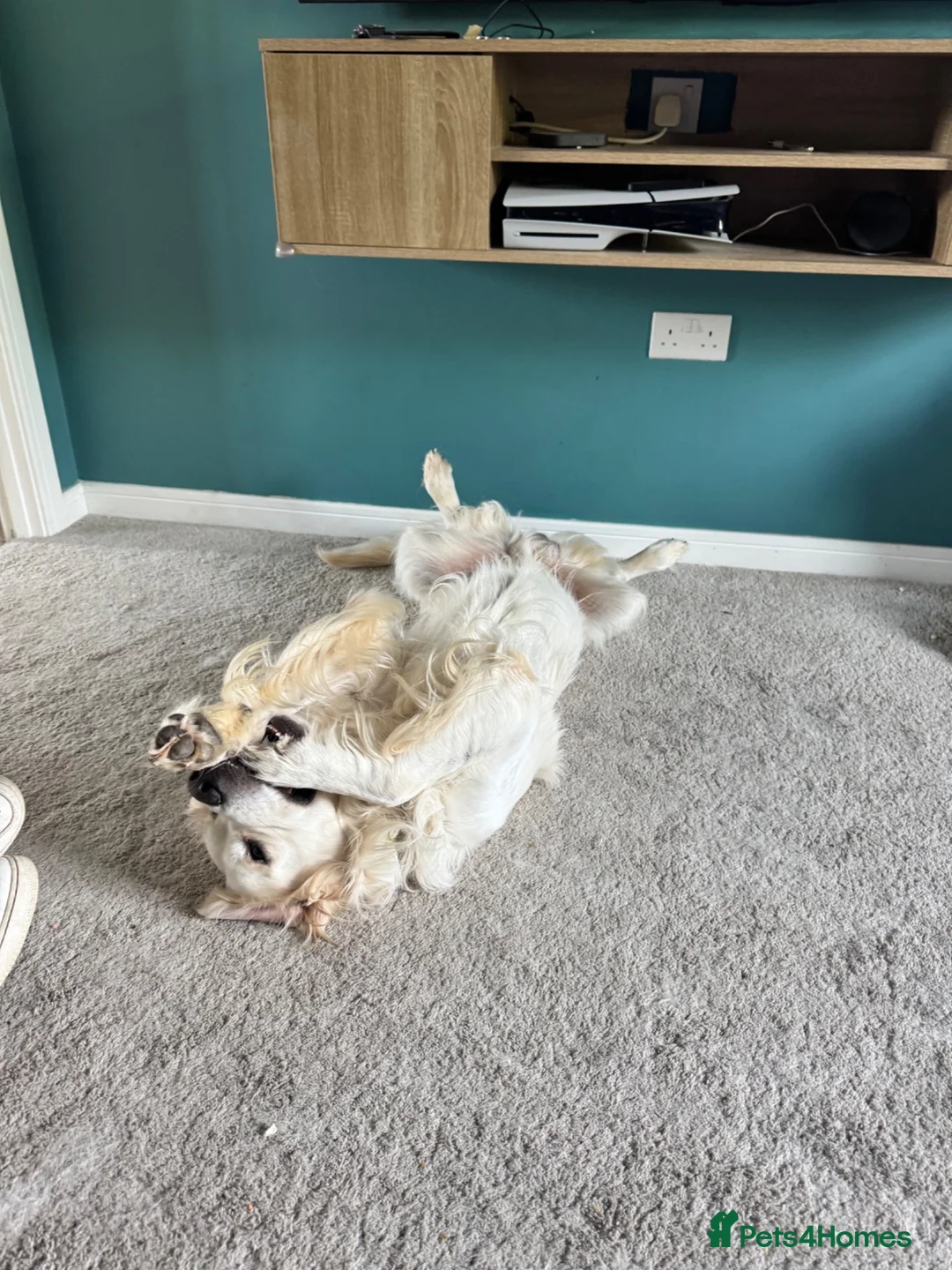 Golden Retriever dogs for sale: Sully&Bambi Looking for a Forever Home Together ❤️ in Stone - Advert 2