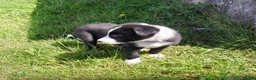 Border Collie dogs for sale: Border collie pups - Advert 7