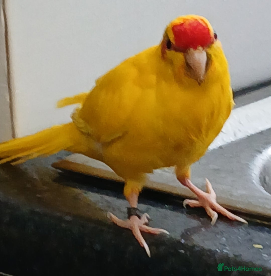 Parakeets birds for sale: Kakariki's x4 handreared kakariki's  - Image 28