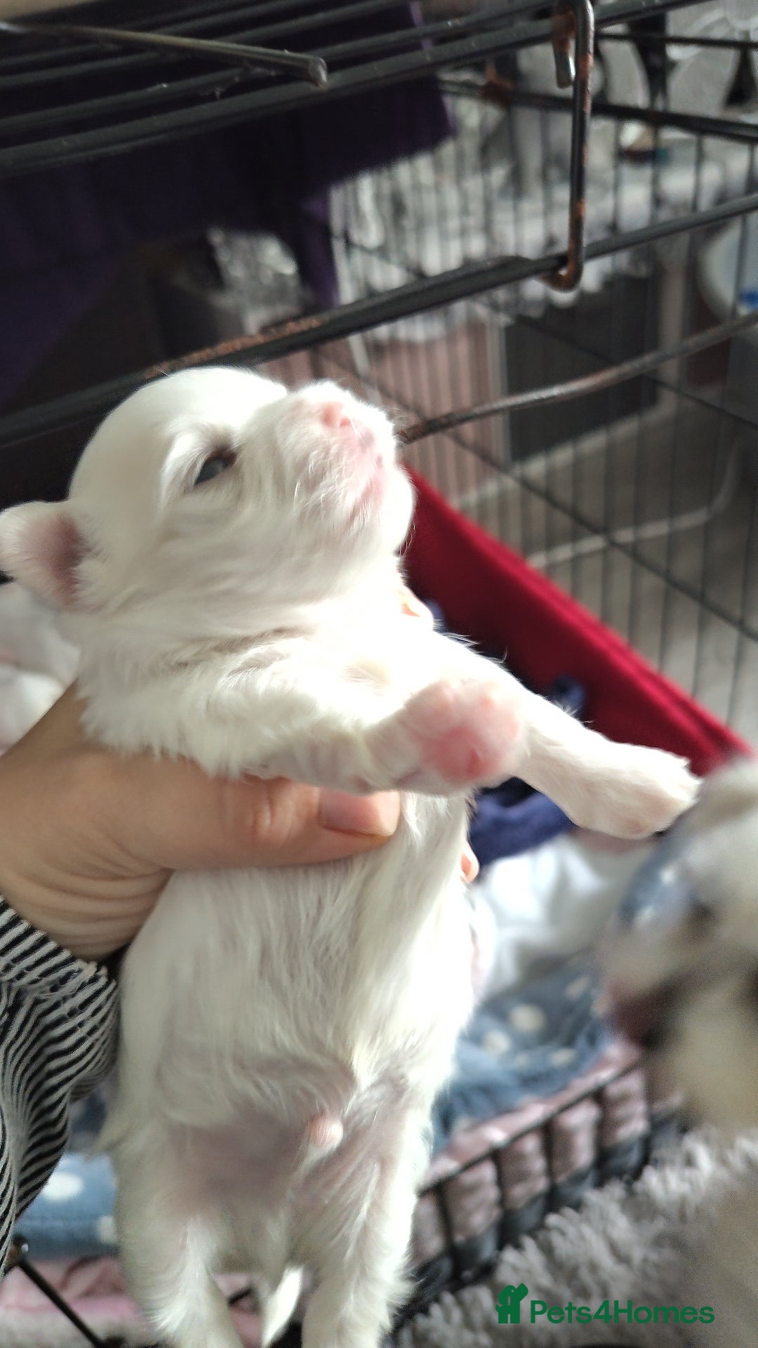 Maltese dogs for sale: Maltese 2 boys - Image 1
