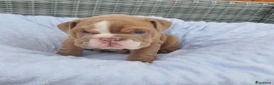 English Bulldog 2