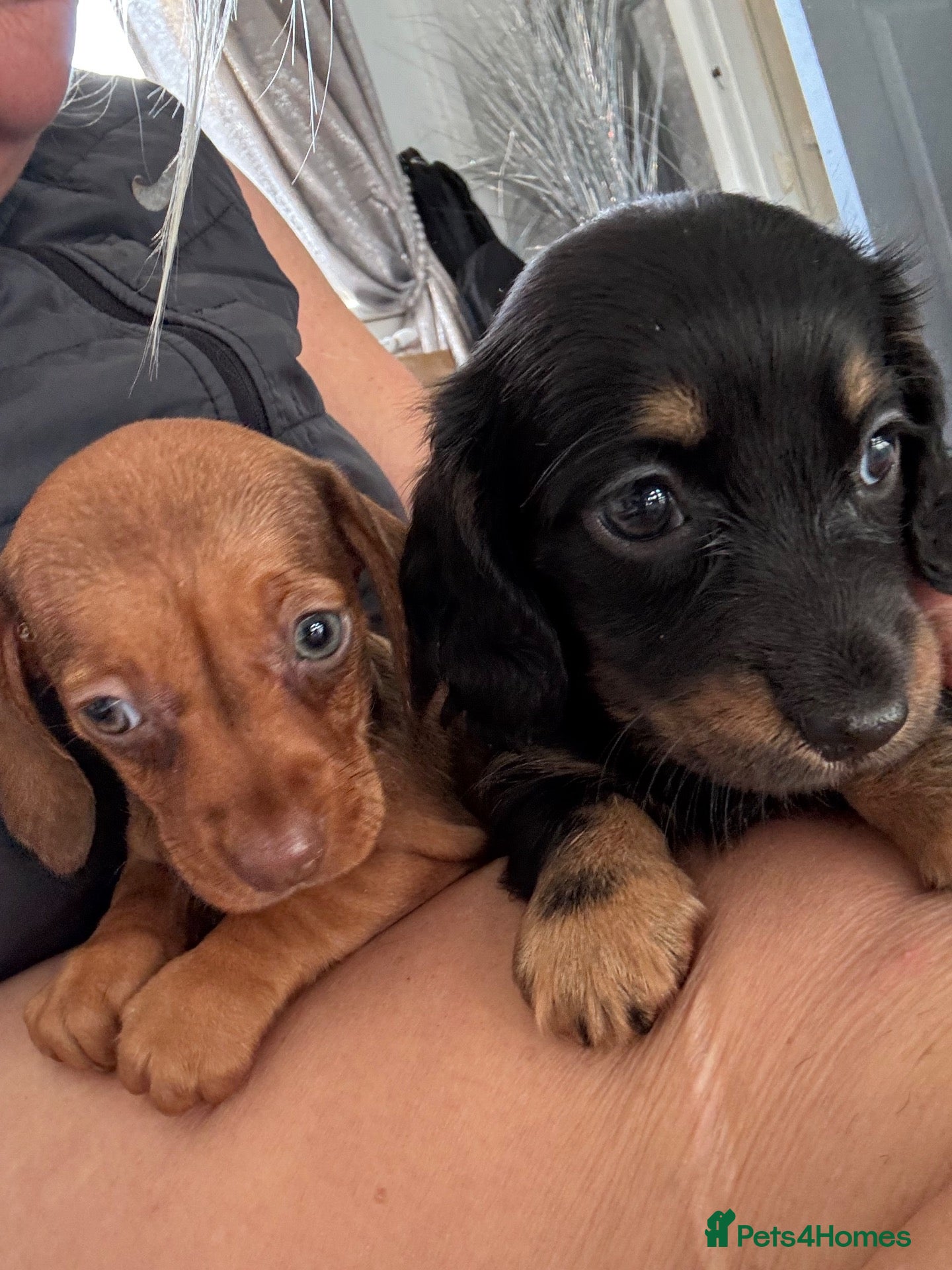 Dachshund dogs Miniature dachshund - Advert 12