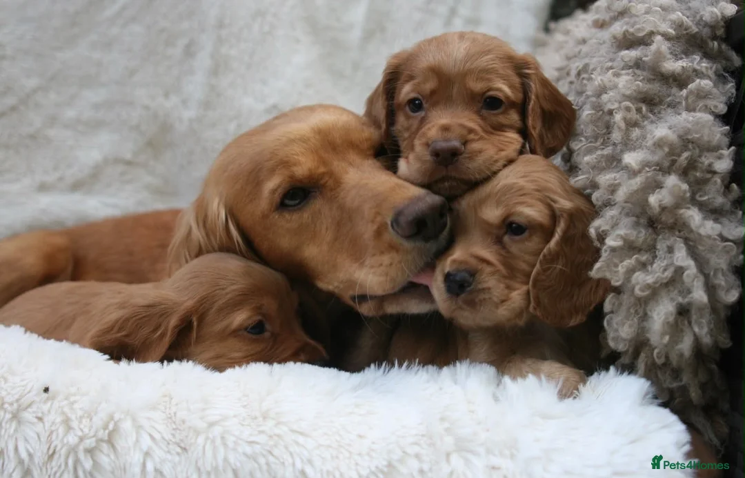 Cocker Spaniel dogs for sale: 🌟 EXCEPTIONAL COCKER SPANIEL PUPPIES 🌟 - Advert 2