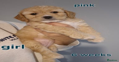 Cavapoochon dogs - Advert 2