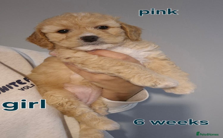 Cavapoochon dogs - Advert 3