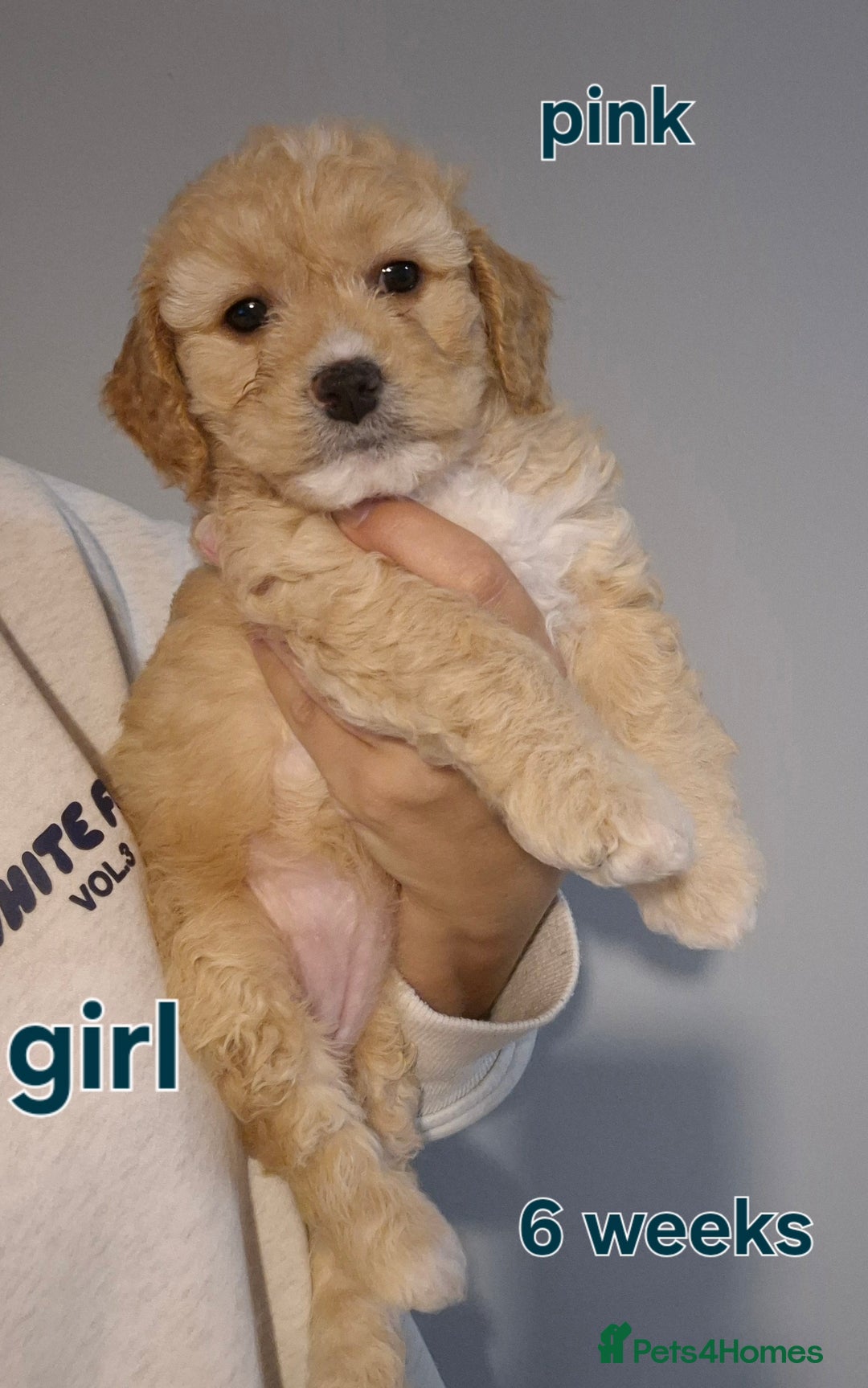 Cavapoochon dogs for sale: Litter of cavapoochons - Image 1