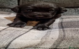 Labrador Retriever dogs for sale: KC Registered Black Lab (1 Girl, 1 boy remaining) - Image 13
