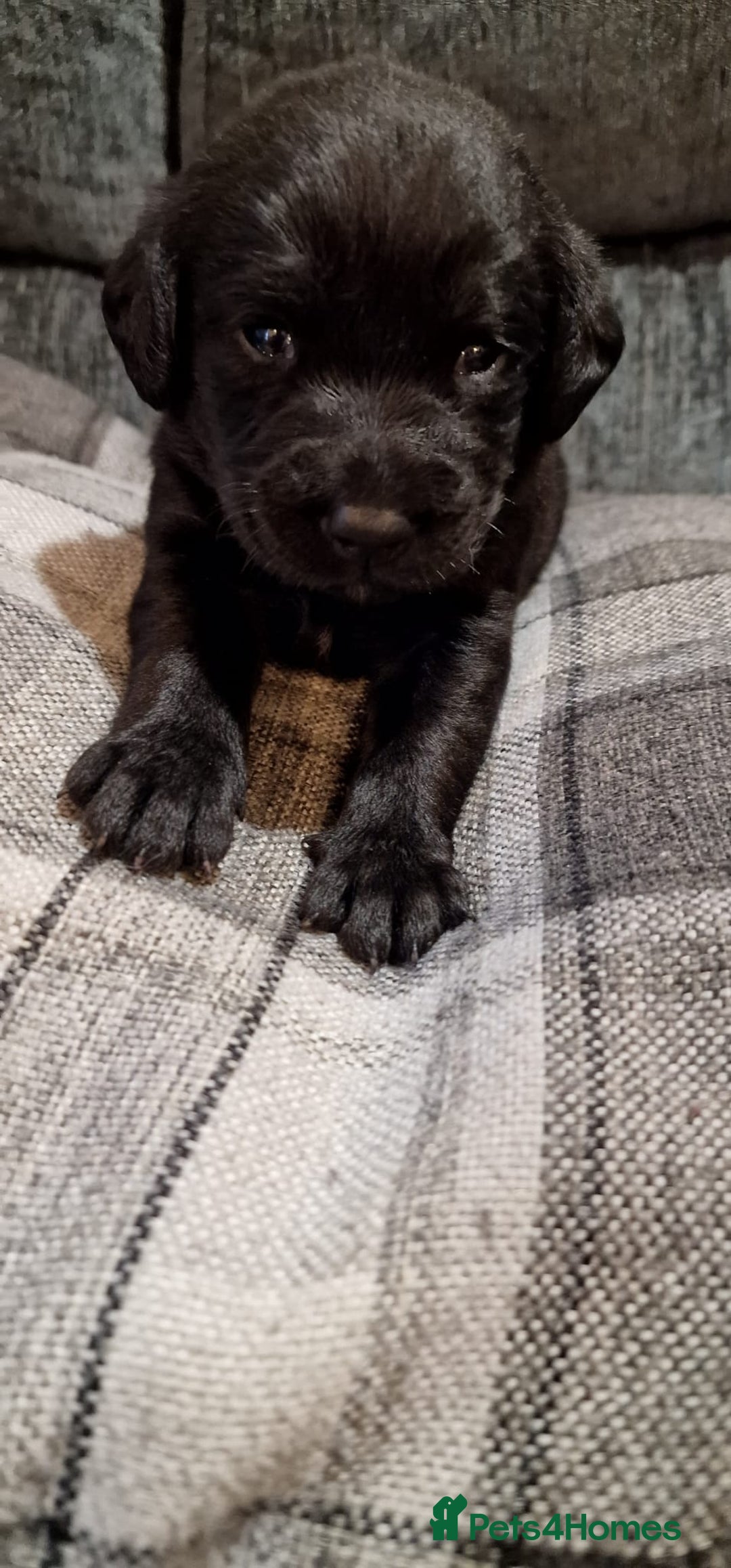 Labrador Retriever dogs for sale: KC Registered Black Lab (1 Girl, 1 boy remaining) - Image 13