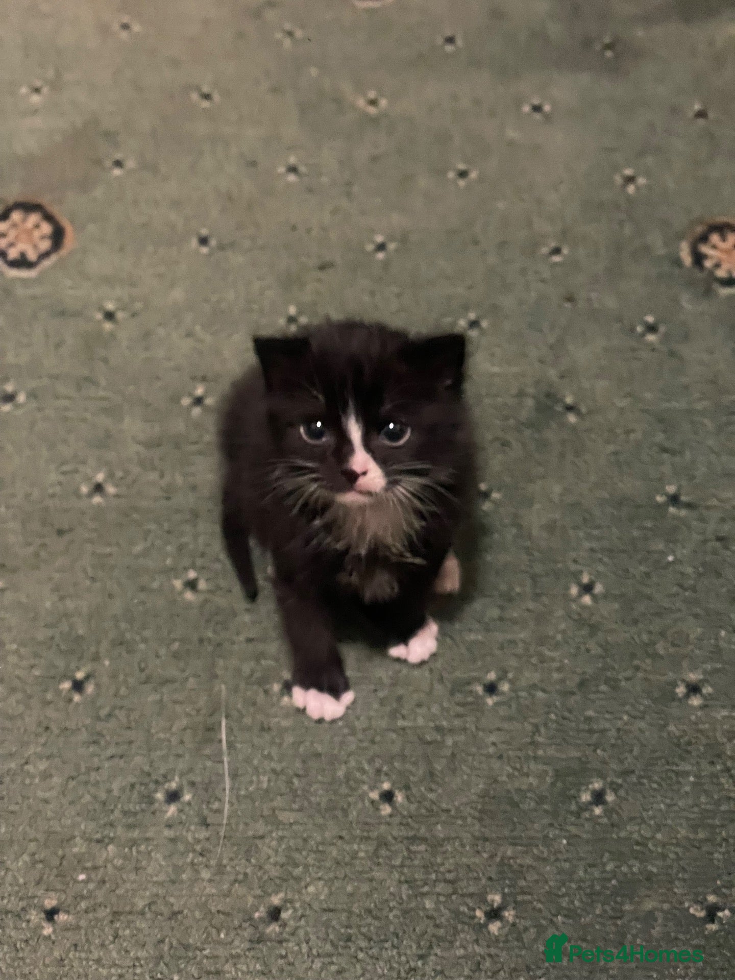 Domestic Shorthair cats 12-Week-Old Tuxedo Kitten (read description) - Advert 3