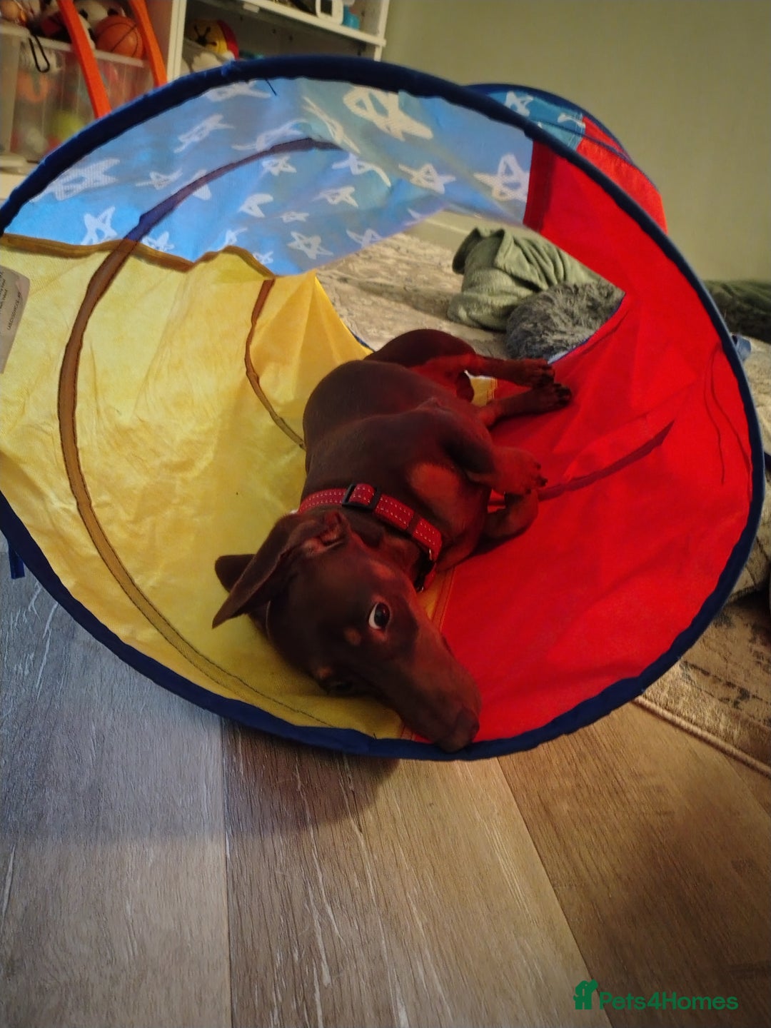Dachshund dogs for sale: 3yr old male dashy needs experienced owner - Image 4