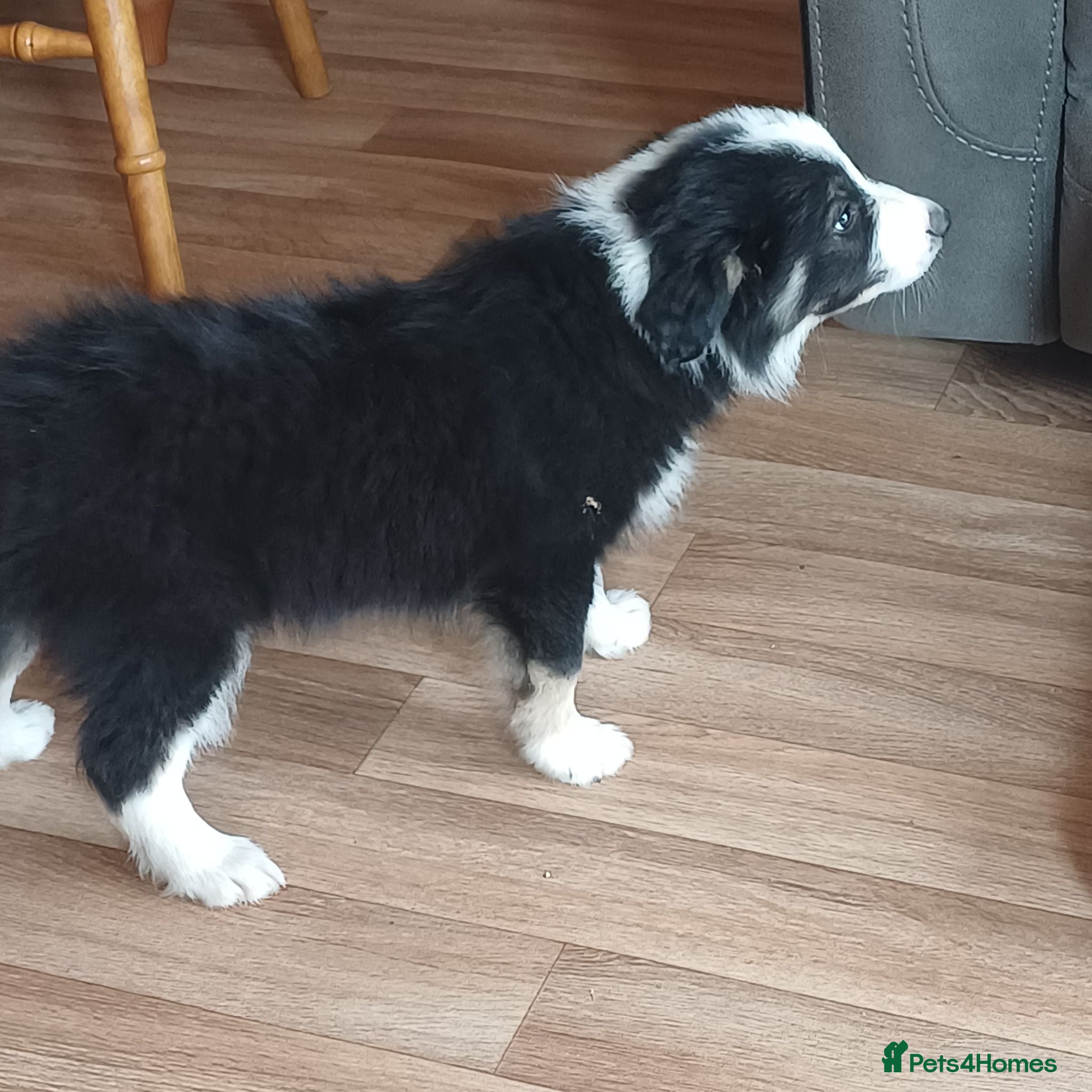 Border Collie dogs Border Collie Puppy Ready Now. - Advert 2