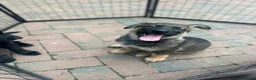 German Shepherd dogs for sale: Dutch shepherd x German shepherd puppies for sale - Advert 3